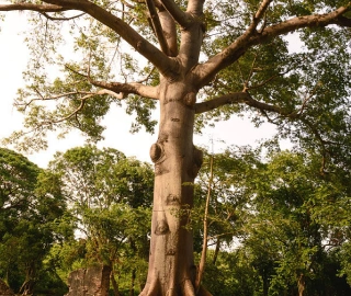 Aadusa Tree Leaves - Medicinal Properties