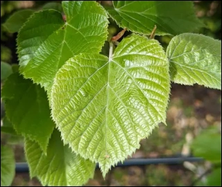 Aadusa Tree Plantation