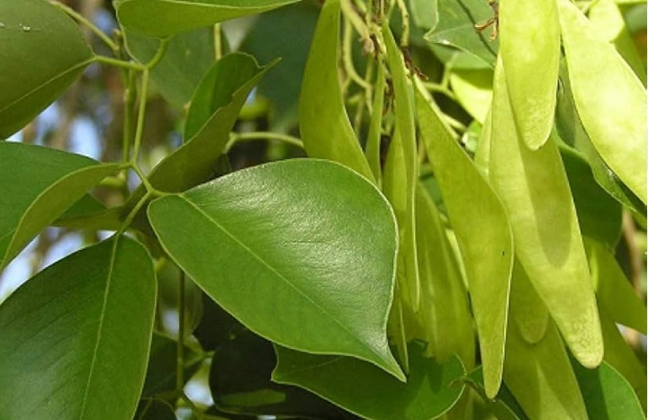 Aadusa Tree - Medicinal Plant