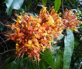 Aadusa Tree Environmental Benefits