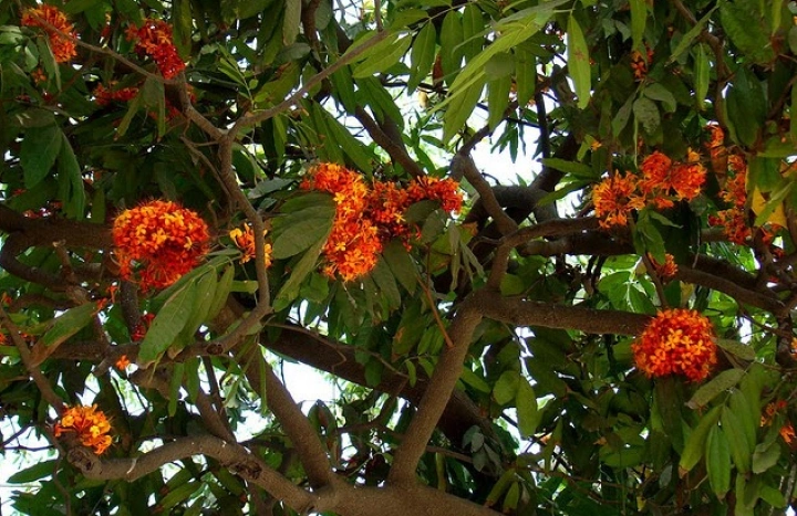 Aadusa Tree - Medicinal Plant
