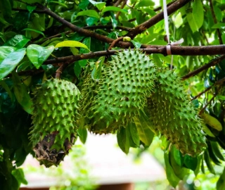 Aadusa Tree Environmental Benefits