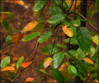 Aadusa Tree in Ayurvedic Medicine