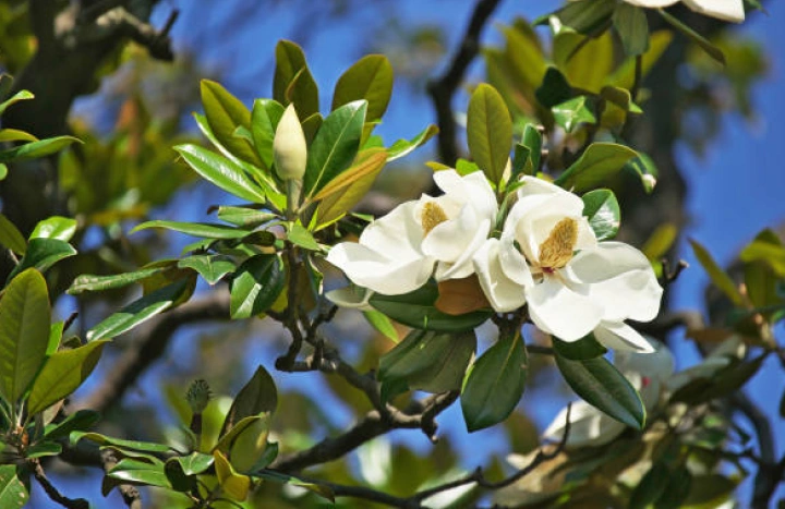 Aadusa Tree - Medicinal Plant