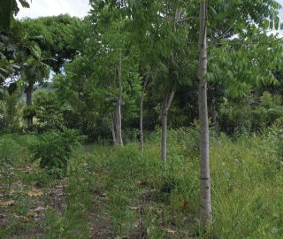 Aadusa Tree Plantation