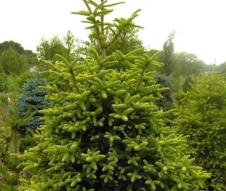 Aadusa Tree Environmental Benefits