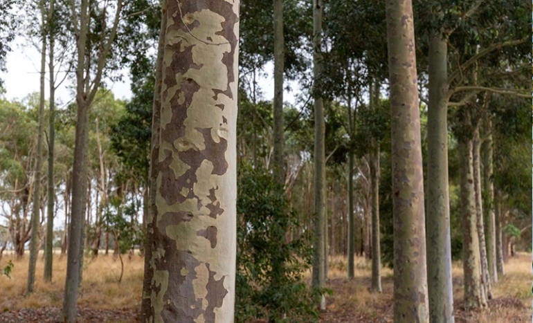 Wine Palm Tree - Nature's Tropical Treasure