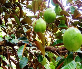 Wine Palm Tree - Majestic Beauty