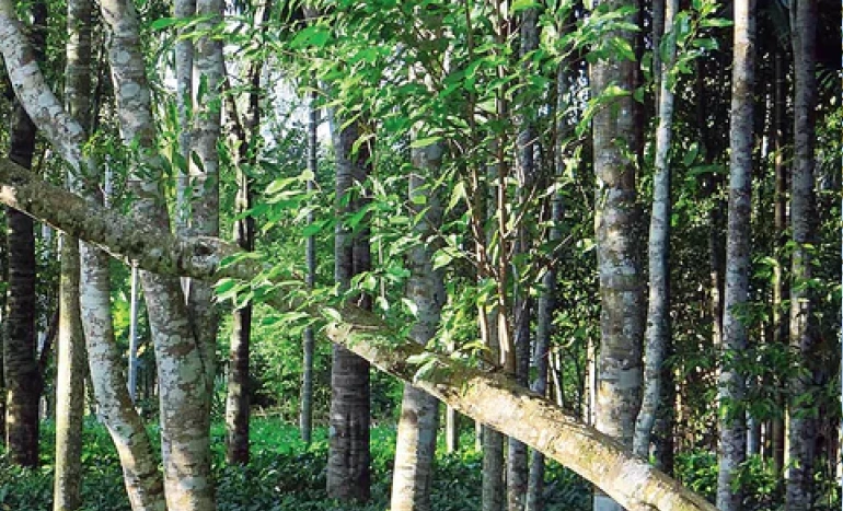 Stinking Mahogany Tree - Unveiling the Hidden Secrets