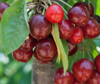 Sweet Cherry - Majestic Tree