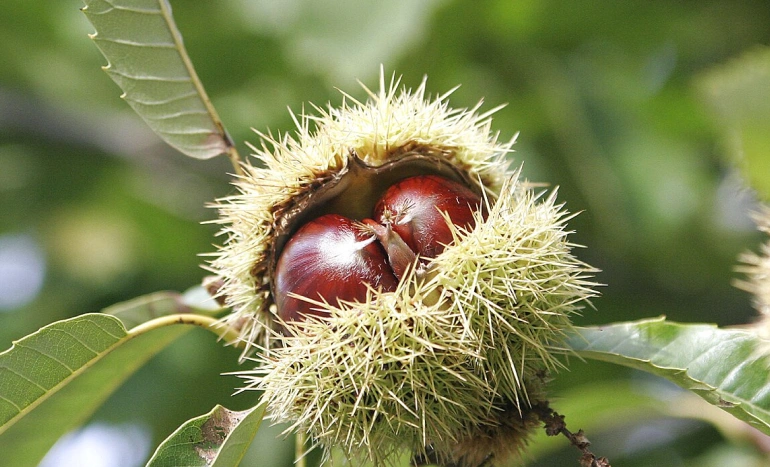 Sweet Chestnut Tree - Hidden Benefits and Beauty