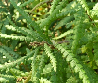 Sweet Fern Tree - Majestic Beauty