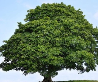 Sycamore Tree - Majestic Beauty