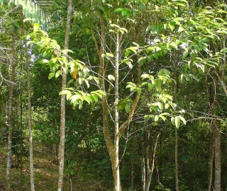 Yellow Meranti Tree in Forestry