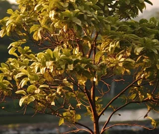 Yellow Teak Sustainable Forestry