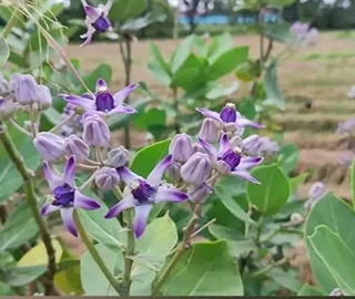 Aak Tree Environmental Benefits