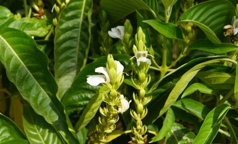 Adusa Tree - Medicinal Plant