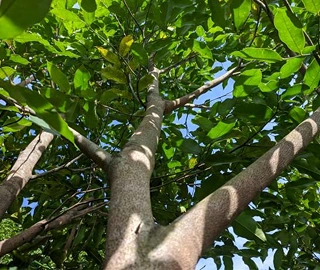 Agarwood Tree - Aromatic Resin