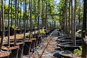 Aerial view of newly planted trees in rows across a vast landscape