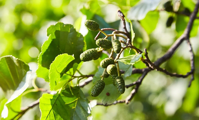 Alder Tree - Waterways Tree