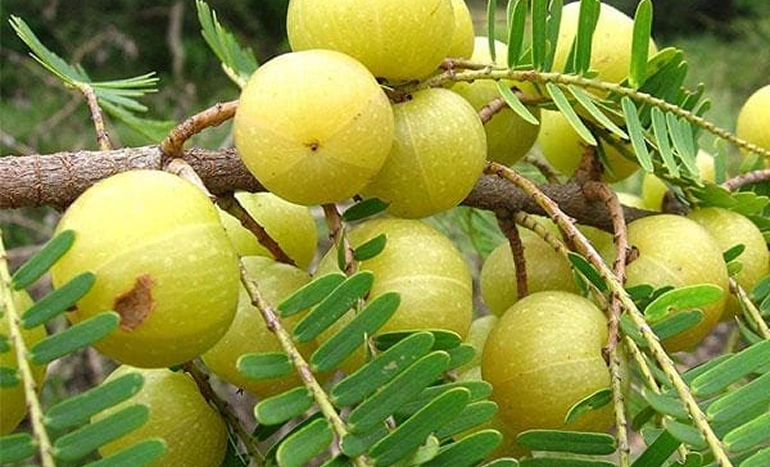 Amla Tree - Phyllanthus emblica