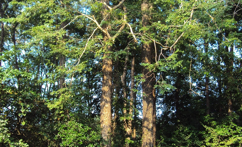 Andaman Padauk Tree - Tropical Marvel