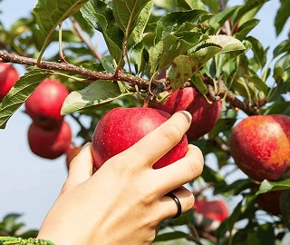 Apple Bear Tree and Fruits