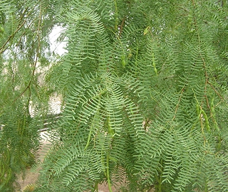 Argentine Mesquite Tree Pods