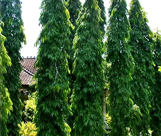 Ashoka Tree Cultural Significance