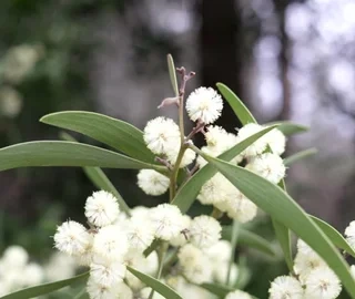 Australian Blackwood Tree Bark and Foliage