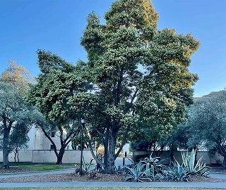 Australian Blackwood Timber Uses