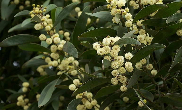 Australian Blackwood Tree - Acacia melanoxylon