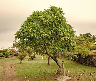 Aadusa Tree in Ayurvedic Medicine
