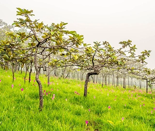 Aadusa Tree Environmental Benefits