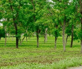 Aadusa Tree Leaves - Medicinal Properties