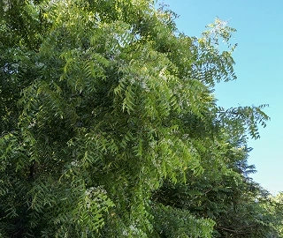 Aadusa Tree Environmental Benefits