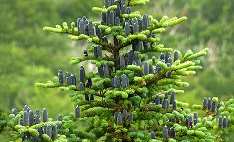 Aadusa Tree - Medicinal Plant