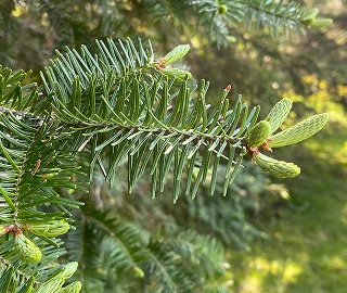 Aadusa Tree in Ayurvedic Medicine