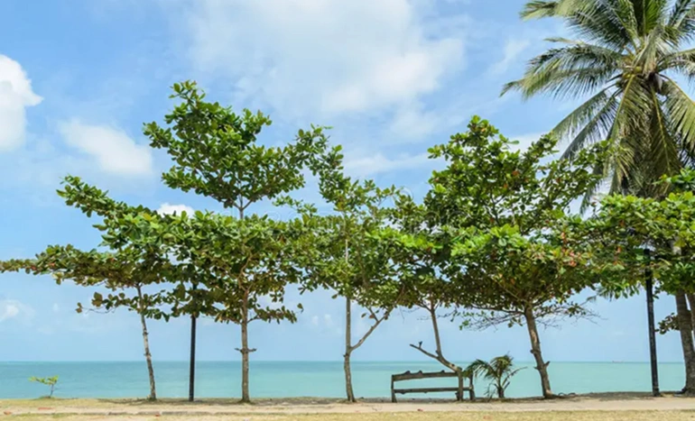 Aadusa Tree - Medicinal Plant