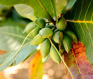 Aadusa Tree in Ayurvedic Medicine