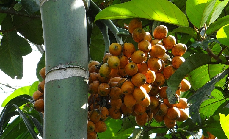 Aadusa Tree - Medicinal Plant