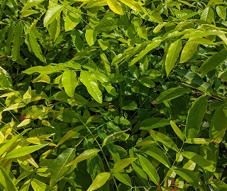 Aadusa Tree Environmental Benefits