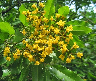 Aadusa Tree Leaves - Medicinal Properties