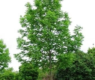 Aadusa Tree Plantation