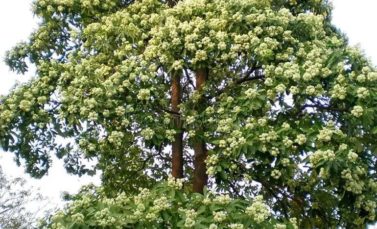 Aadusa Tree - Medicinal Plant