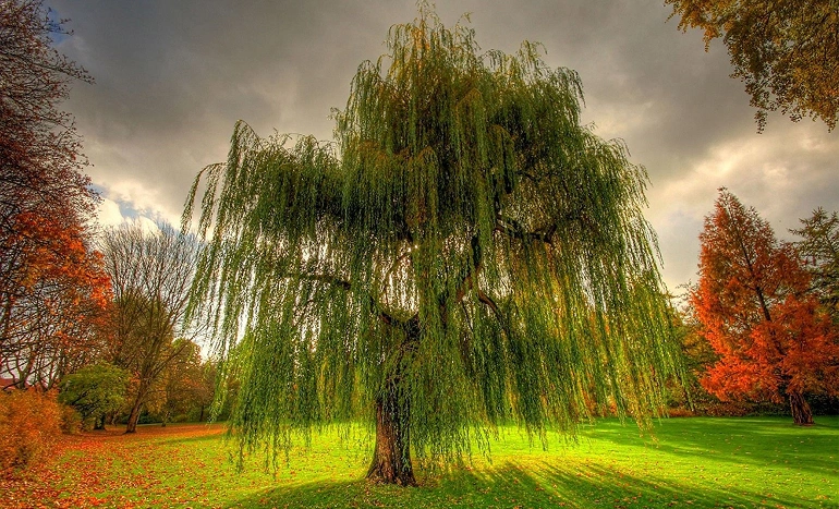 Aadusa Tree - Medicinal Plant