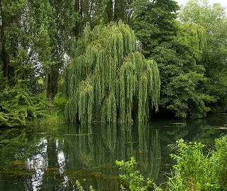 Aadusa Tree Leaves - Medicinal Properties