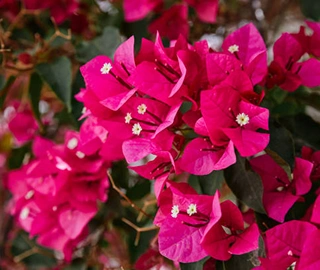 Aadusa Tree Leaves - Medicinal Properties