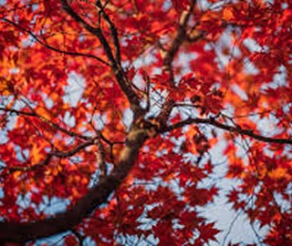 Aadusa Tree Leaves - Medicinal Properties