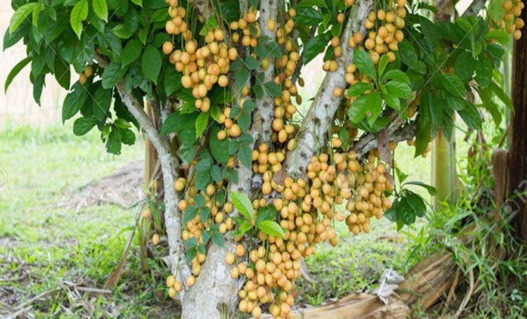 Aadusa Tree - Medicinal Plant